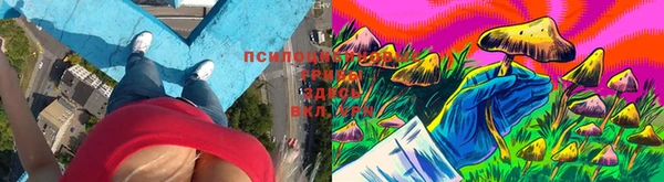 сатива Аркадак